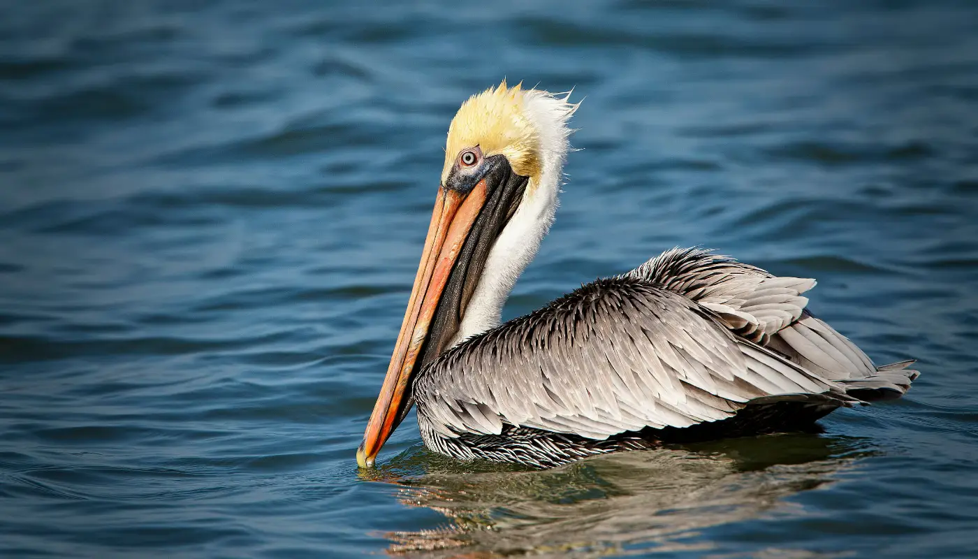 What to Expect on a New Orleans Swamp Tours Experience in New Orleans,