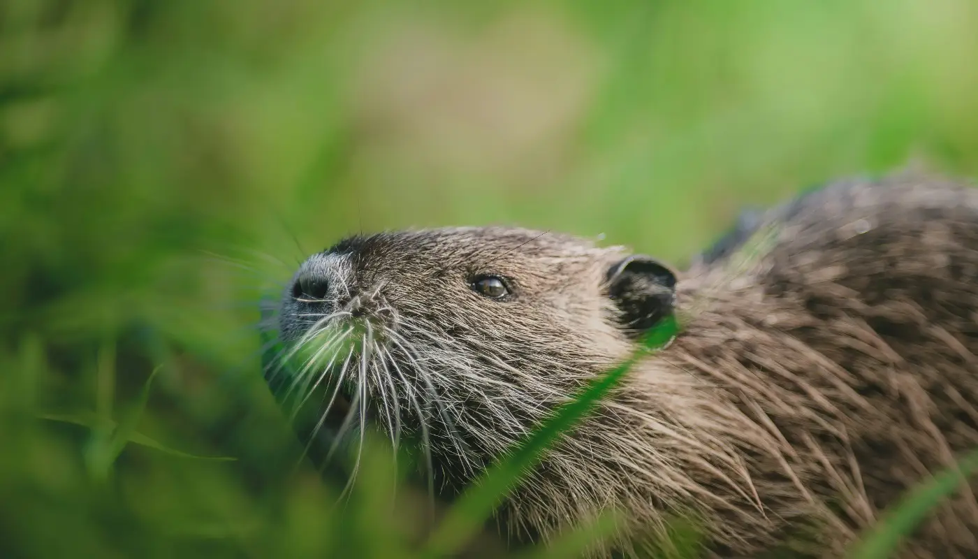 Wildlife You Can Spot on a New Orleans Airboat Tour: Alligators, Birds & More in New Orleans in New Orleans, Louisiana